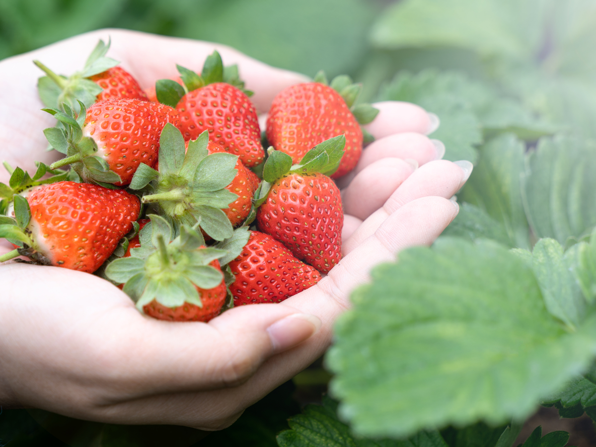 “朝摘み”が一番おいしい？“いちご狩り”をもっと楽しむためのチェックポイント3つ