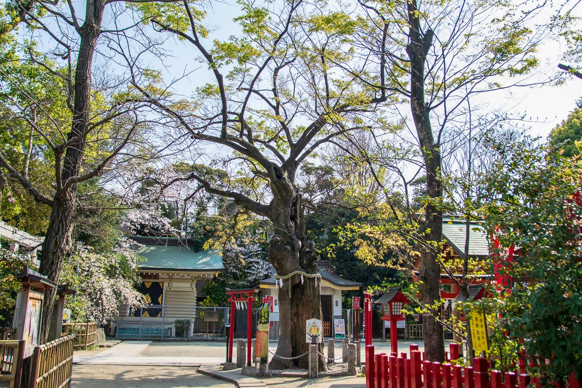 宿り木もついた樹齢約700年のパワー