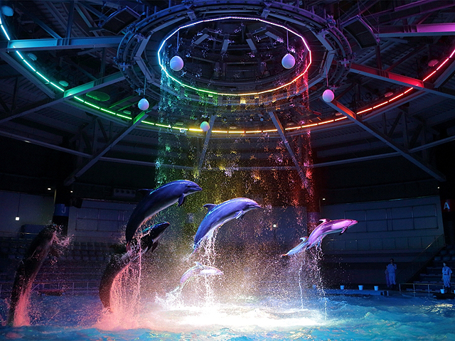 幻想的な夜の水族館へ行こう！品川ナイトデートプラン
