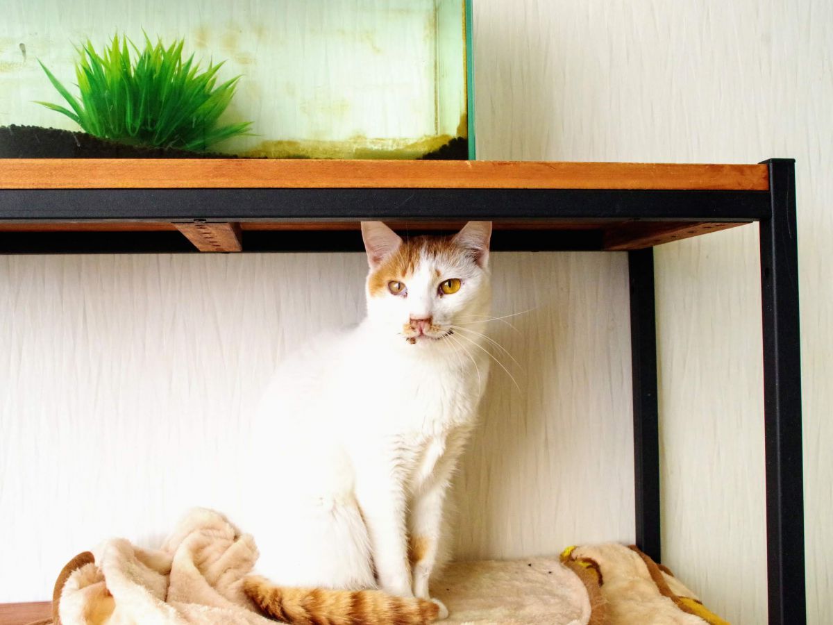 甘えんぼで笑顔がキュートなヒロちゃん（メス）