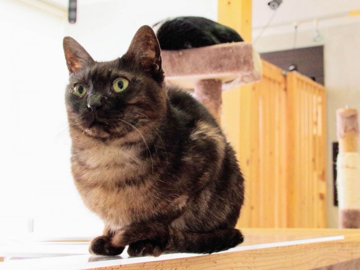 怖がりだったカラ（メス）は、猫カフェでの暮らしで人間大好きなニャンコに。