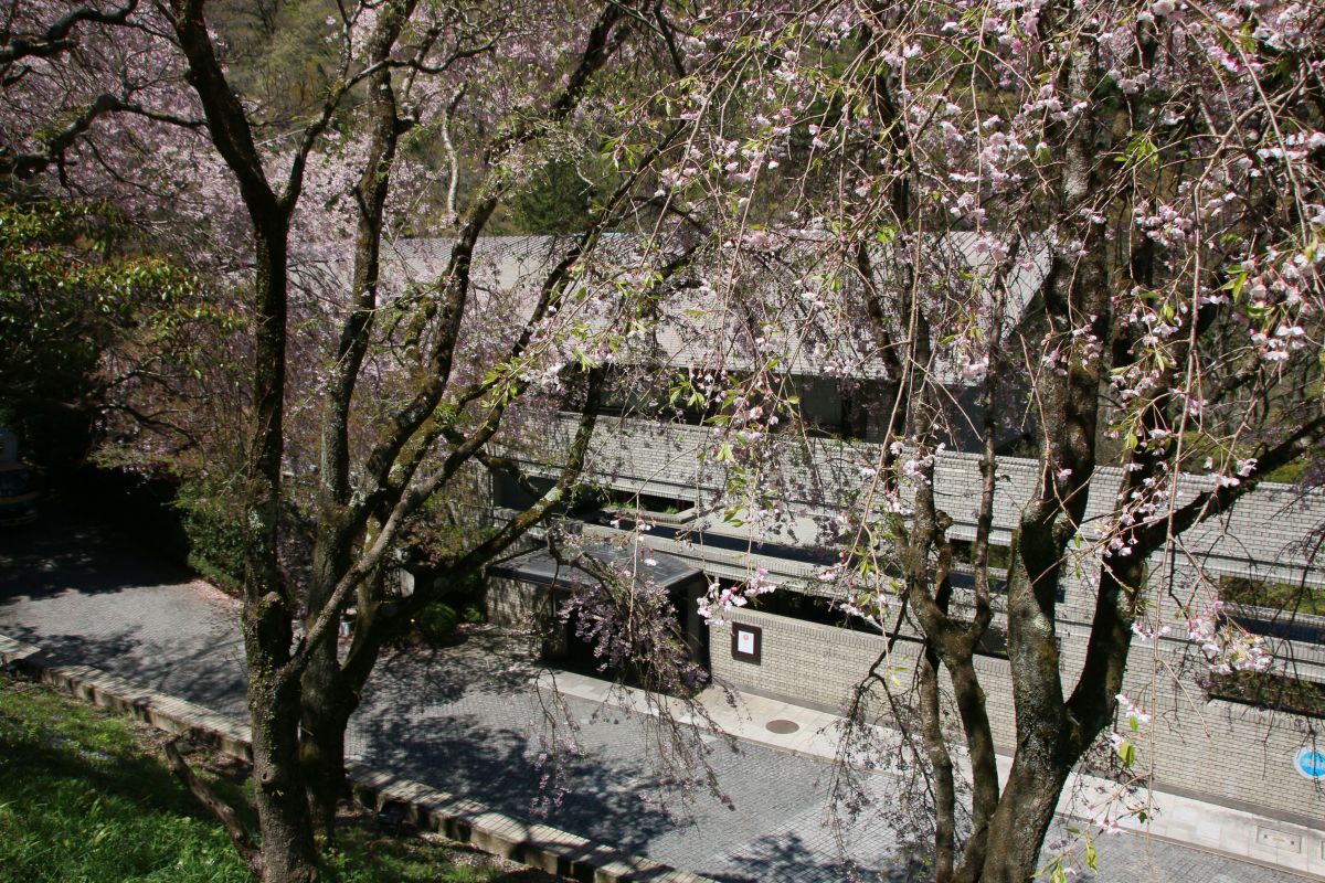 ひっそりと隠れ家のように位置する「星野リゾート 界 箱根」。桜の季節は満開の桜の中にぽっと浮かぶような景観が楽しめます