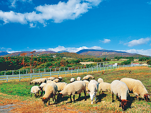 大自然とかわいい動物に癒される！那須高原のアニマルスポットを満喫