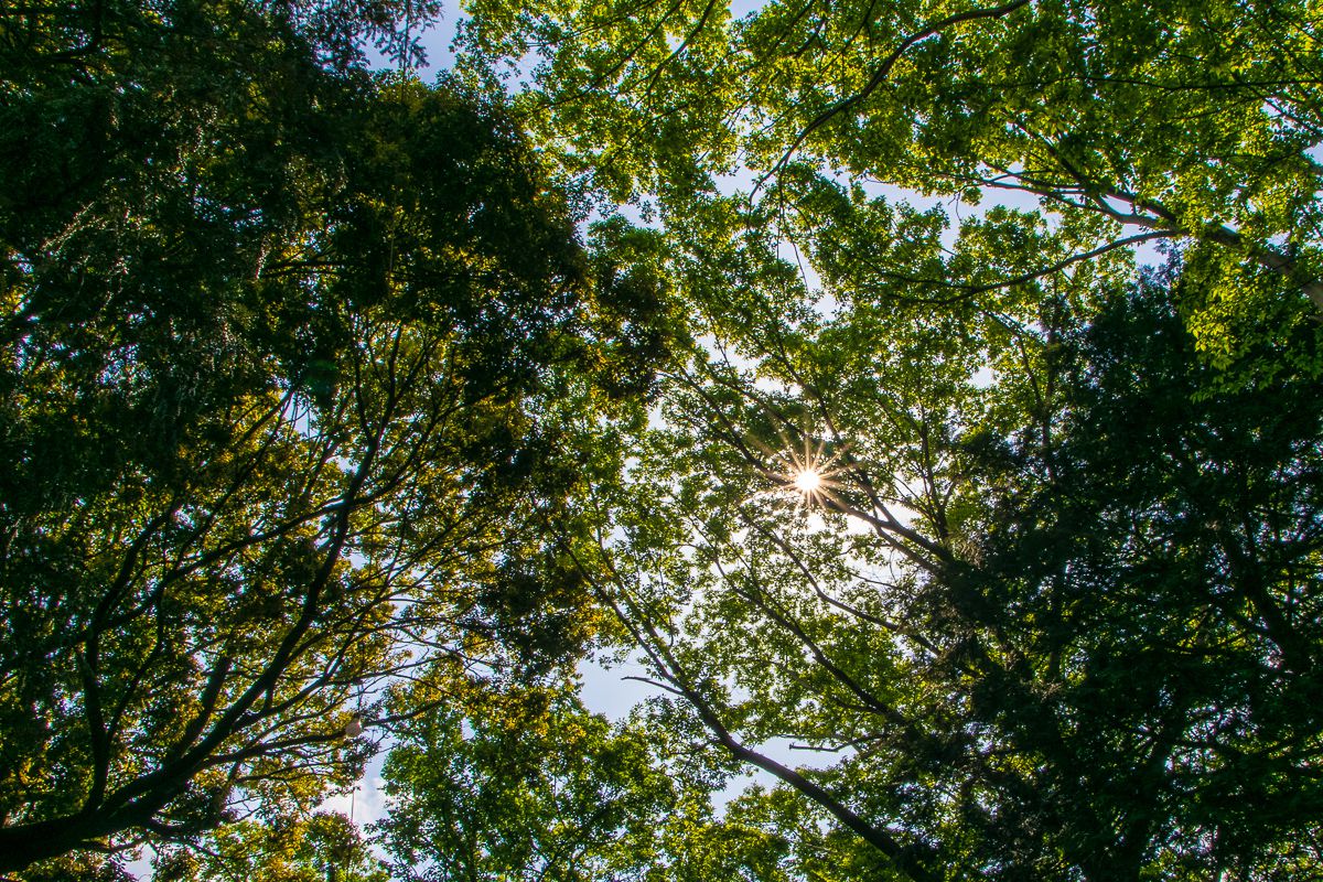 約6000坪の東京都天然記念物に指定されている社叢