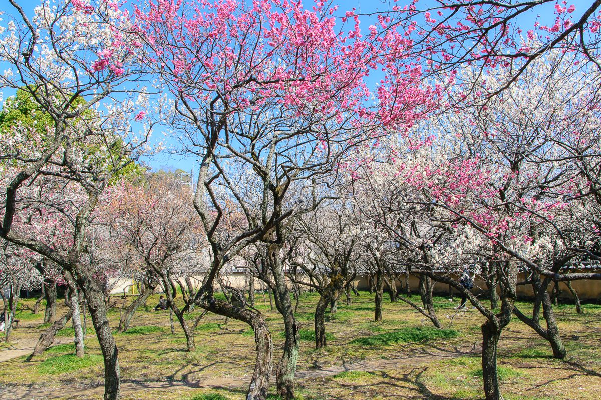 季節にはここだけでも見る価値のある梅林