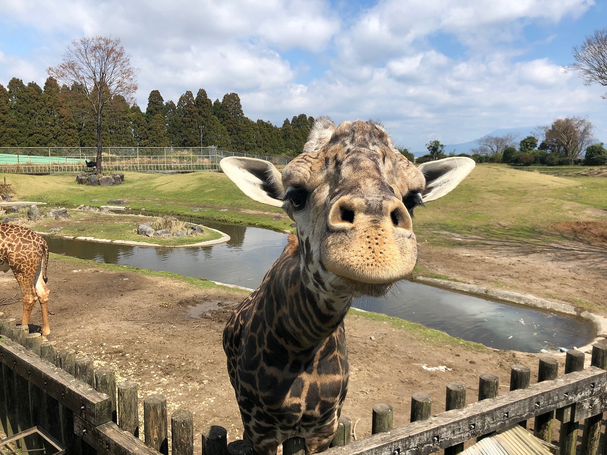 九州でアフリカ体験!?平川動物公園のかわいい動物ベビーたち