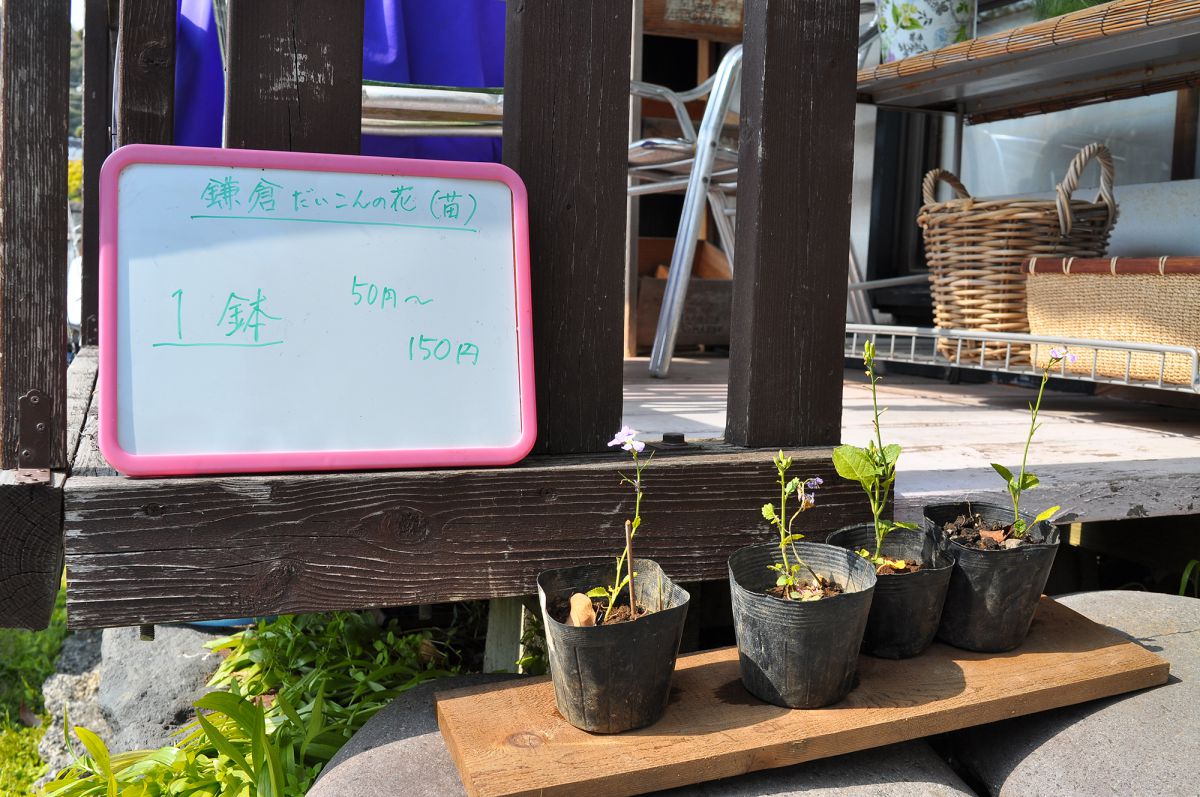 「鎌倉大根」の苗木