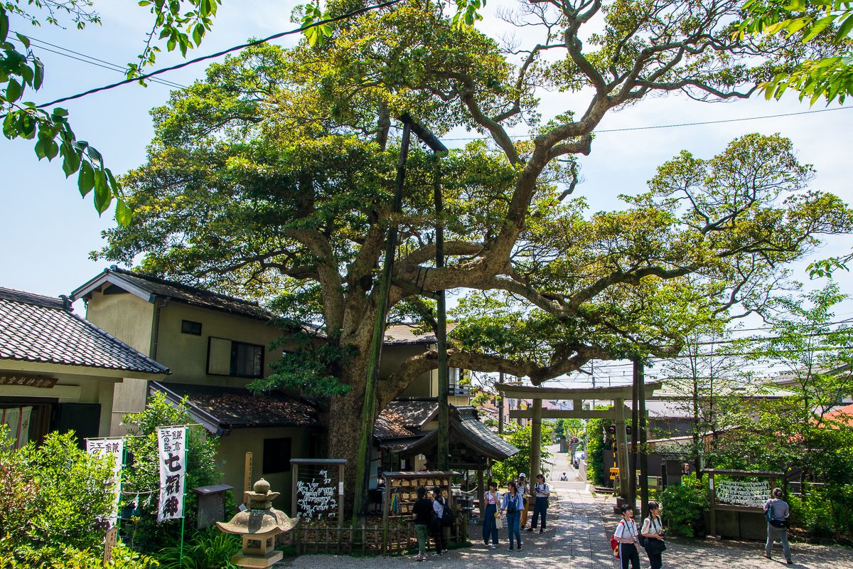 樹齢350年とも云われる鎌倉市の天然記念物