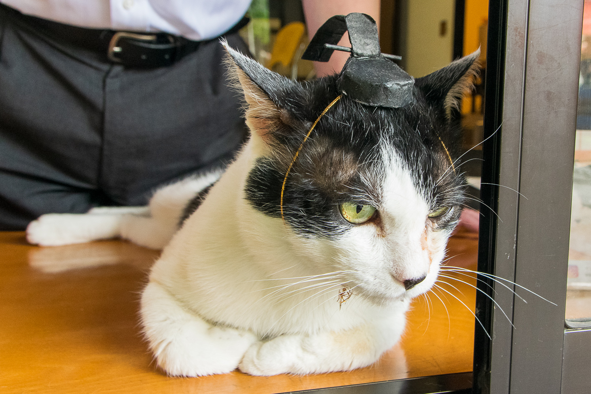 御年8歳！冠を被った「うっしー」君が神々しい!?