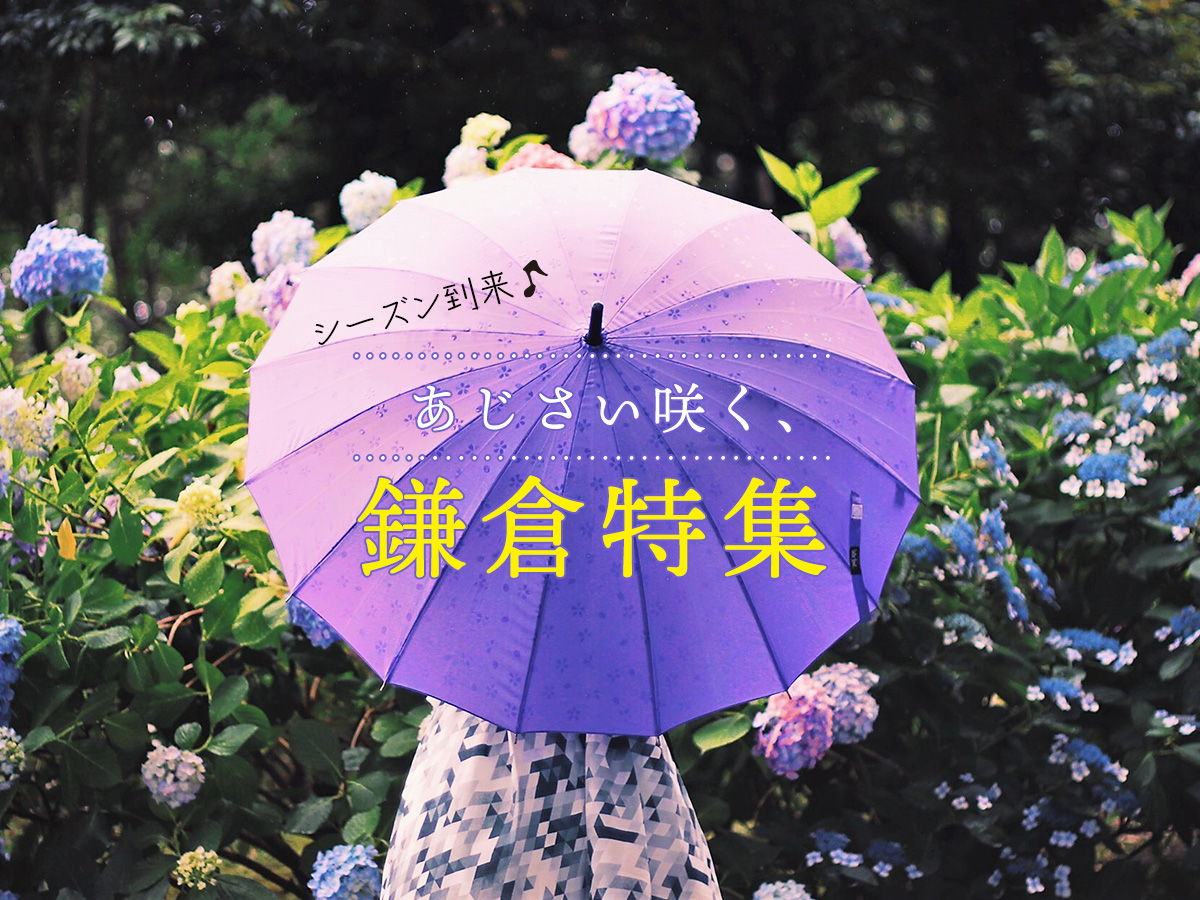 シーズン到来！あじさい咲く、鎌倉特集