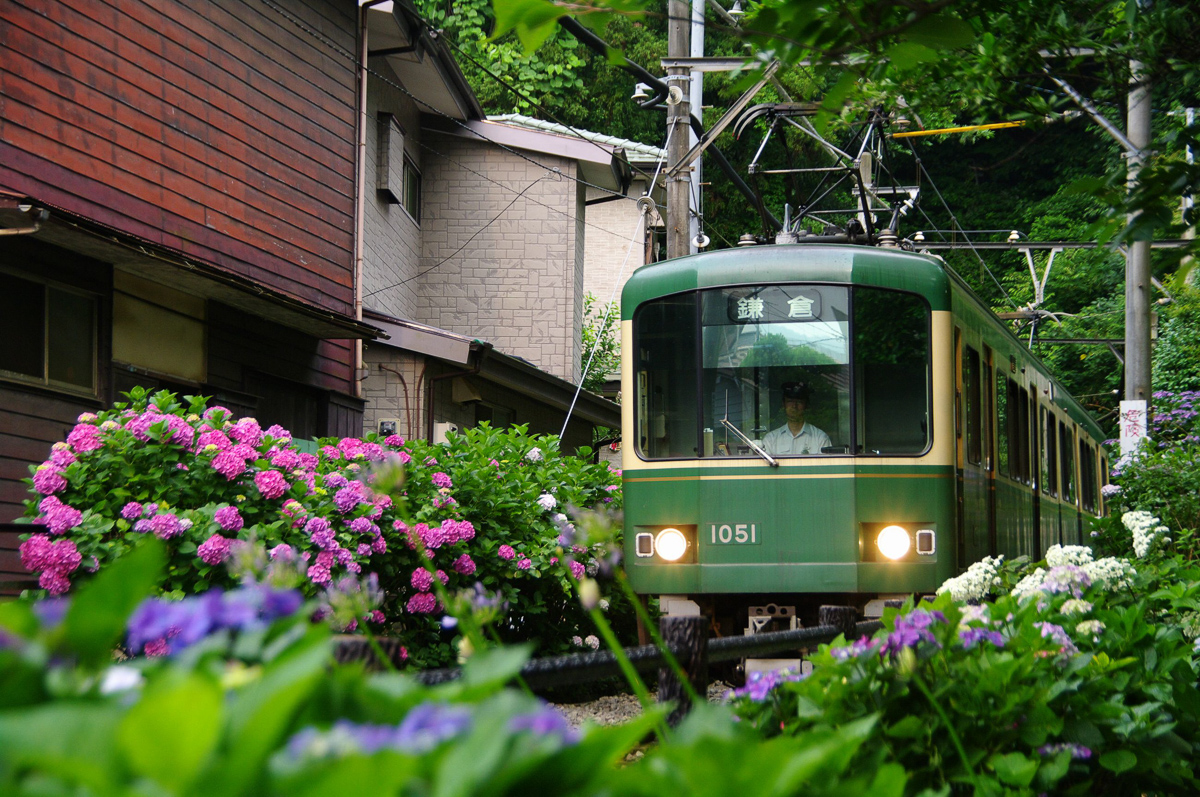 あじさいと江ノ電のフォトジェニックスポット／鎌倉市観光協会