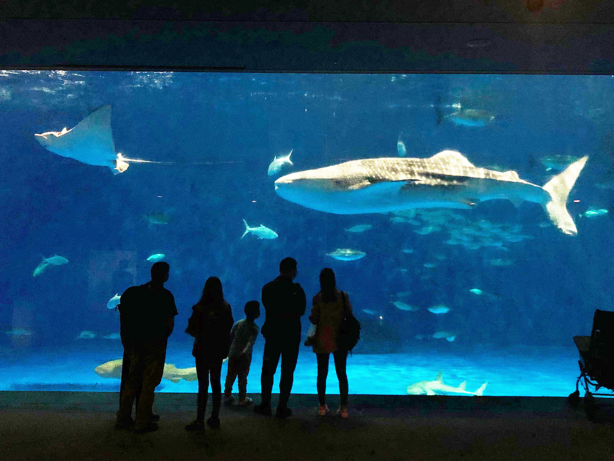 ジンベエザメに会いたい！想像以上の癒しの1日を過ごせる「いおワールド」へ