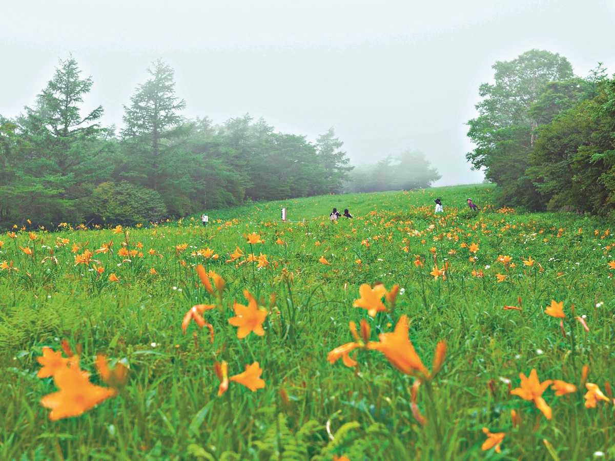 霧降高原の可憐な花と清々しい空気でリフレッシュする一日を！