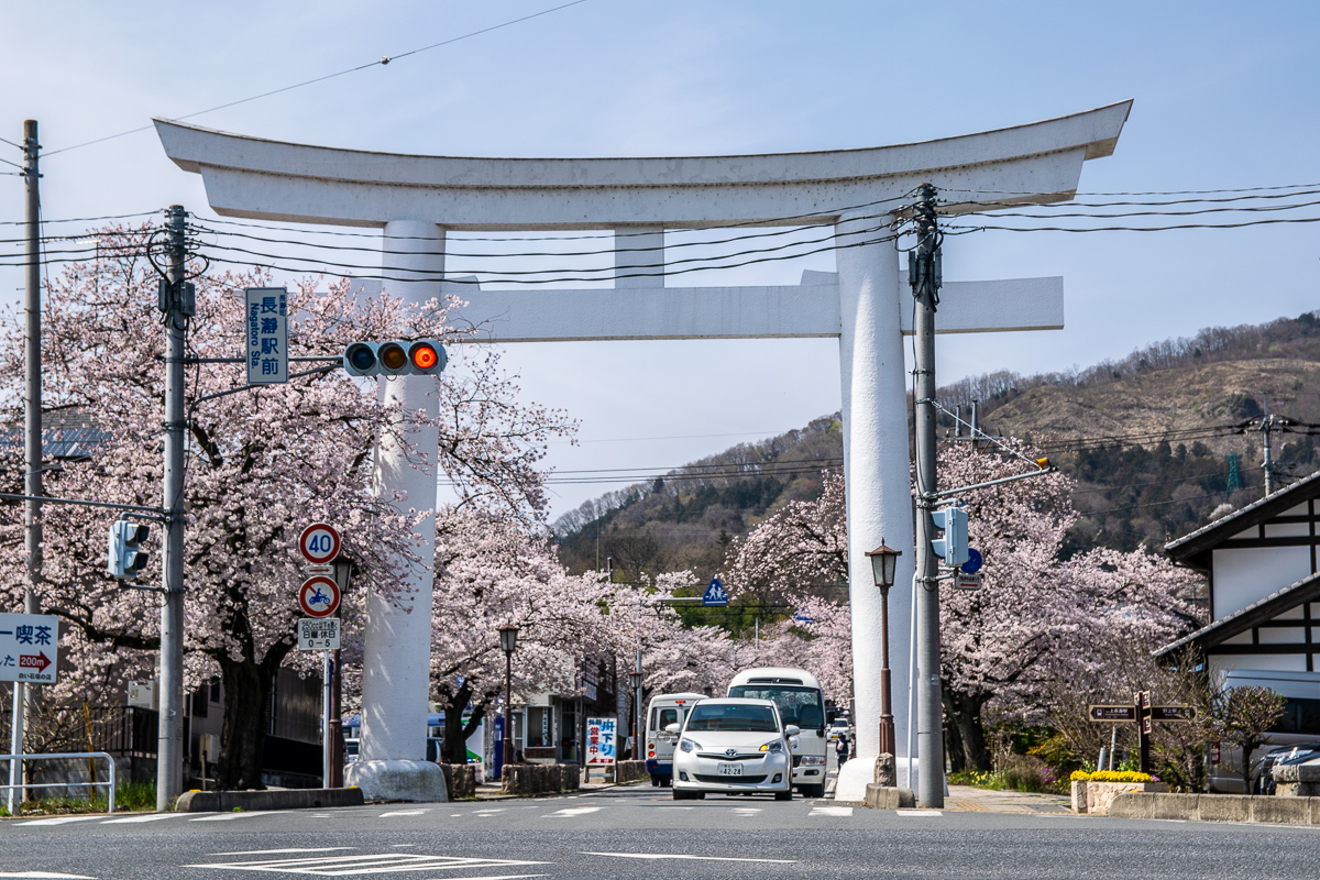寶登山神社参道を彩る桜