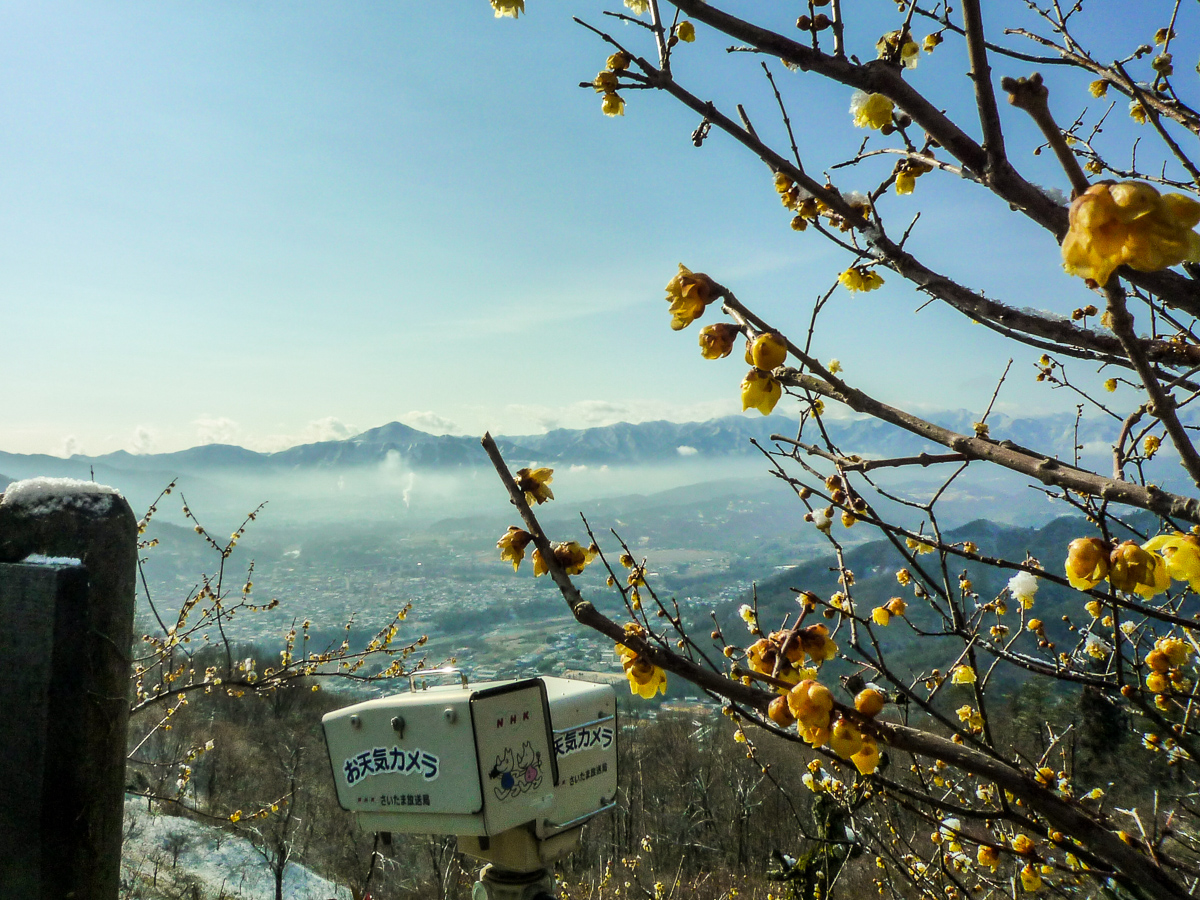 甘い香りが立ち込める蝋梅