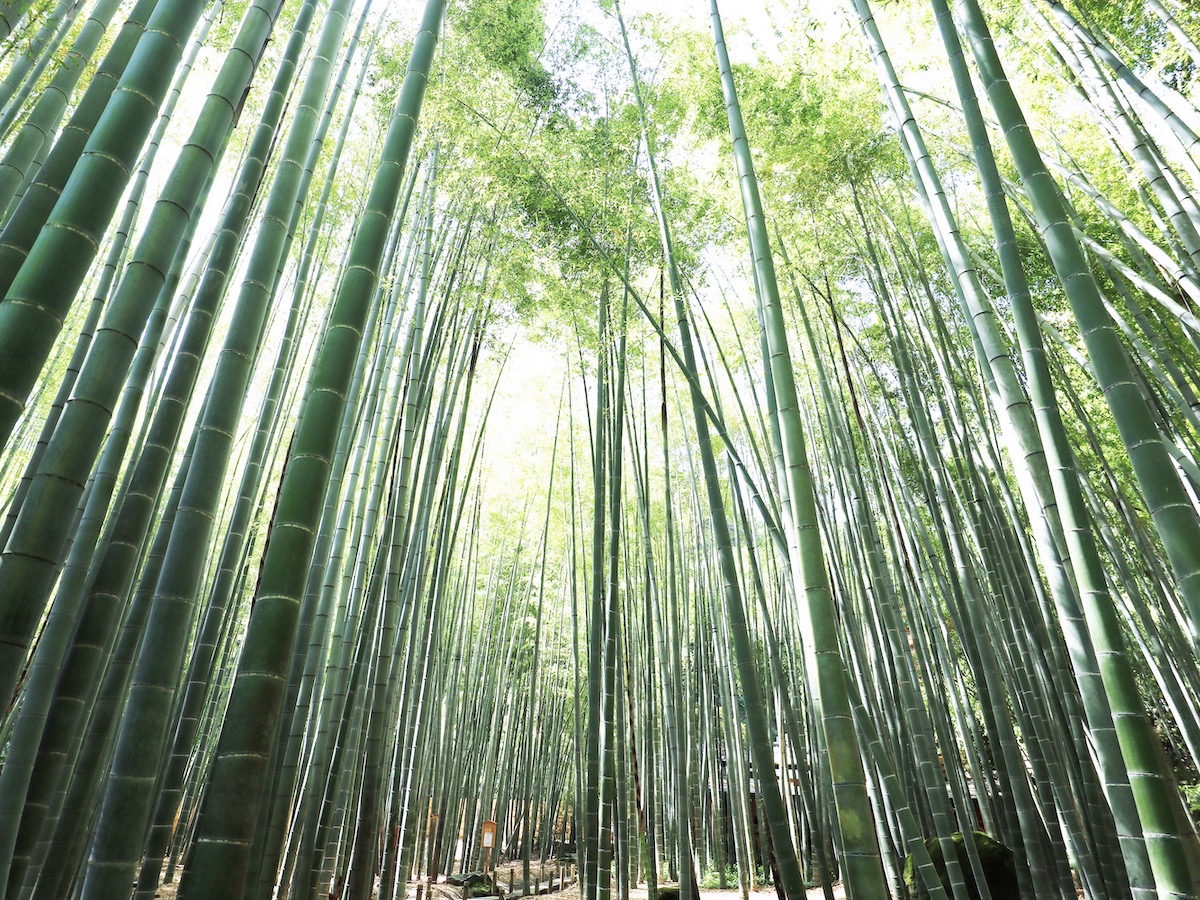思わず写真に撮りたくなる!そんな鎌倉へ女子旅しよう