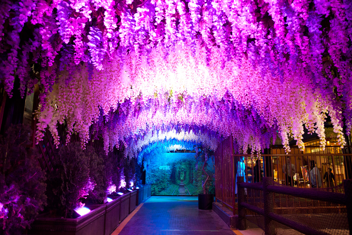 藤棚（日本）／アンダーザ・デッキ・ウェイ【撮影・土佐麻理子】