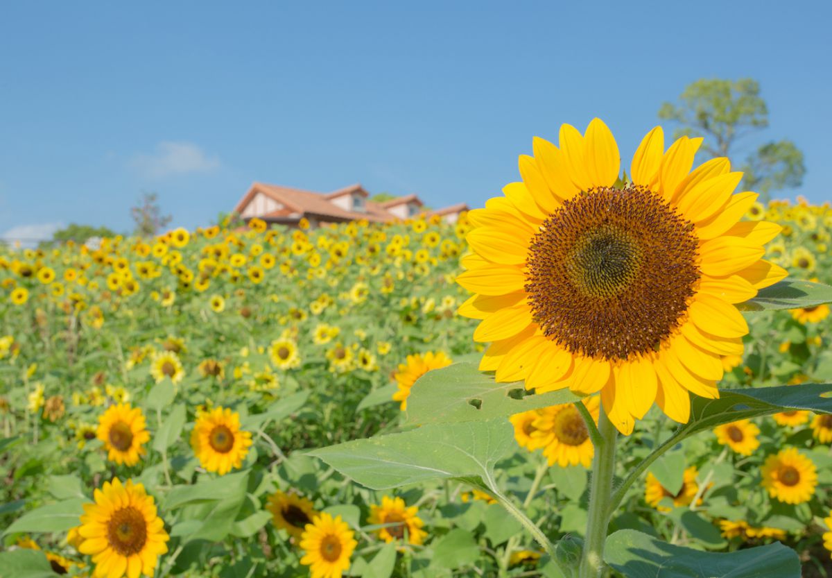 写真は2018年のもの