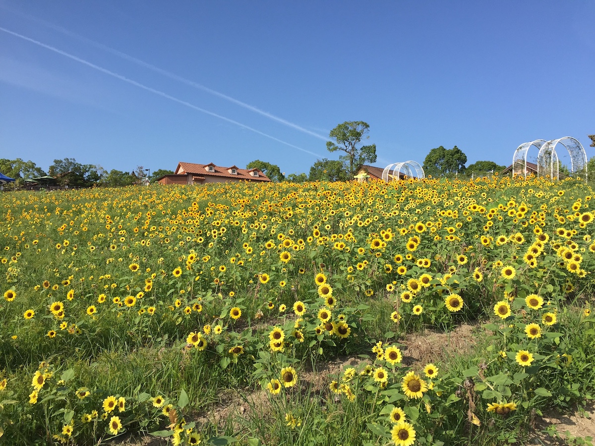 写真は2018年のもの