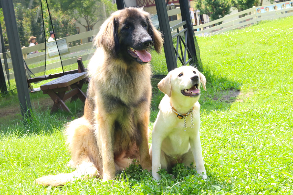 人懐っこいワンちゃん