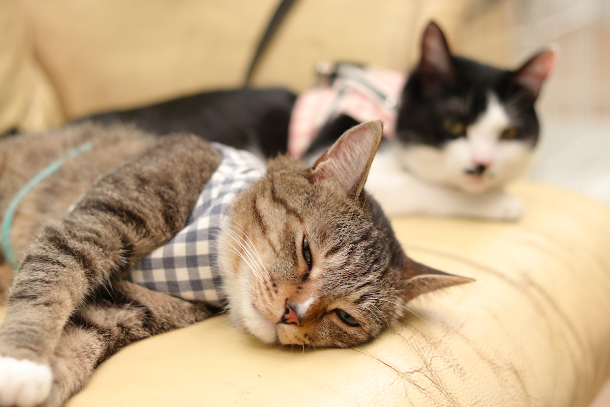 おねむなネコちゃん