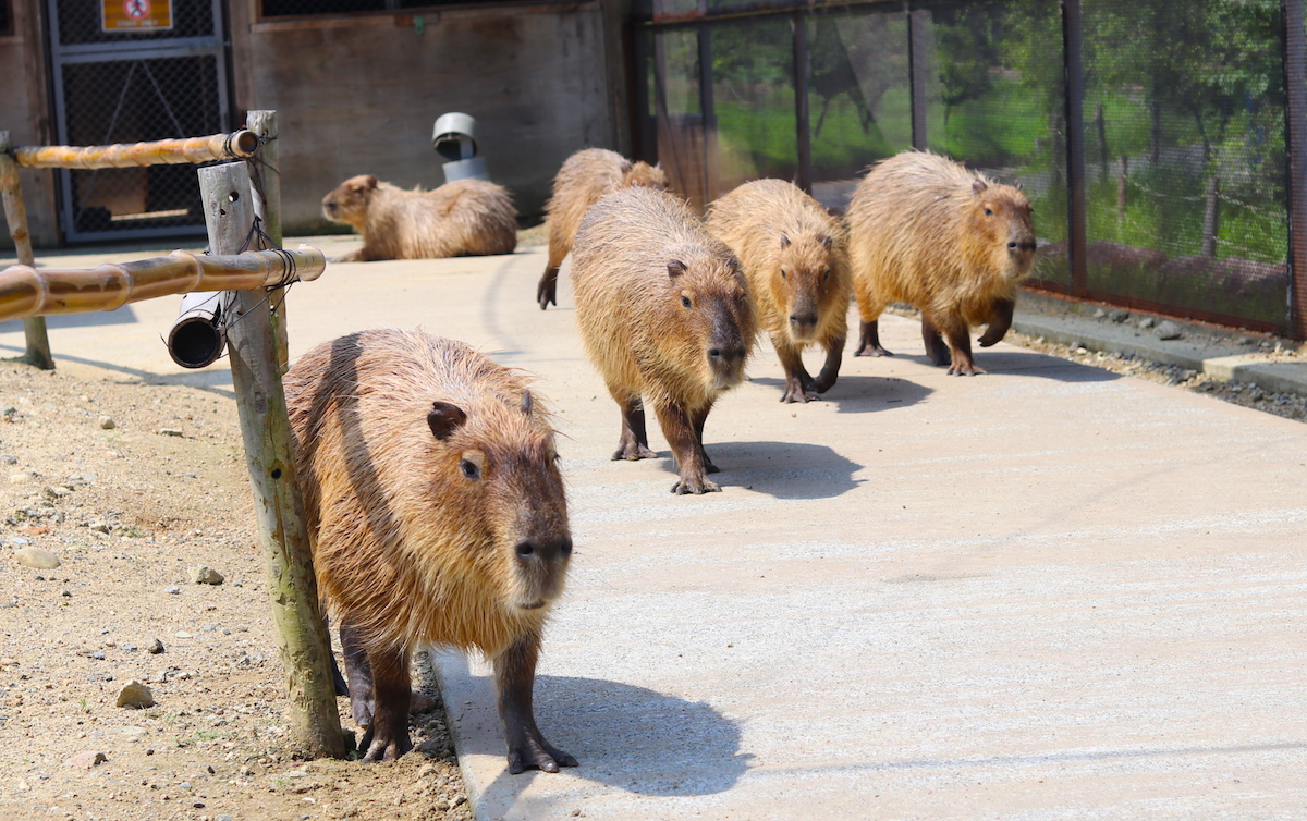 カピバラたちの大行進