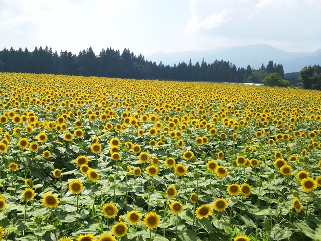 津南ひまわり広場
