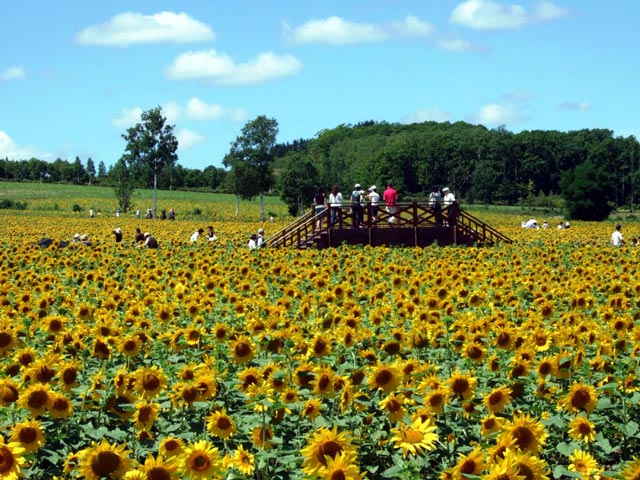 広大なヒマワリ畑は圧巻