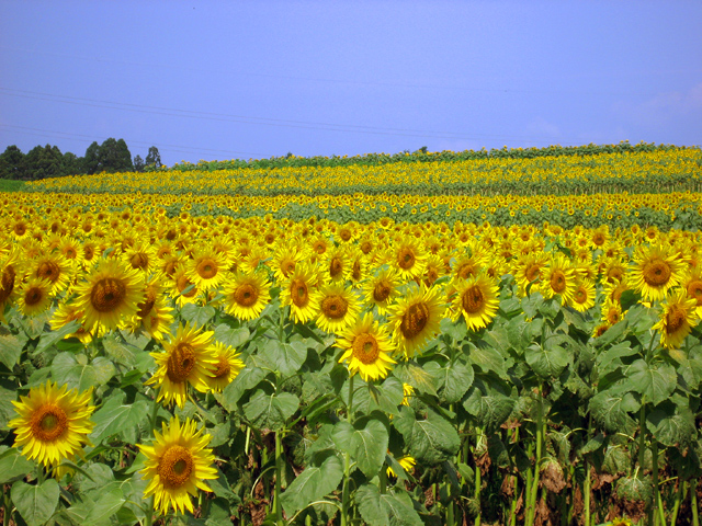 mitukiさま専用 黄昏のひまわり畑ほか　3点おまとめ 4K Ultra HD ]三ノ倉高原 ひまわり畑 Sunflower field in