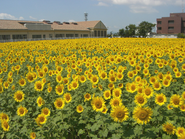 大垣ひまわり畑