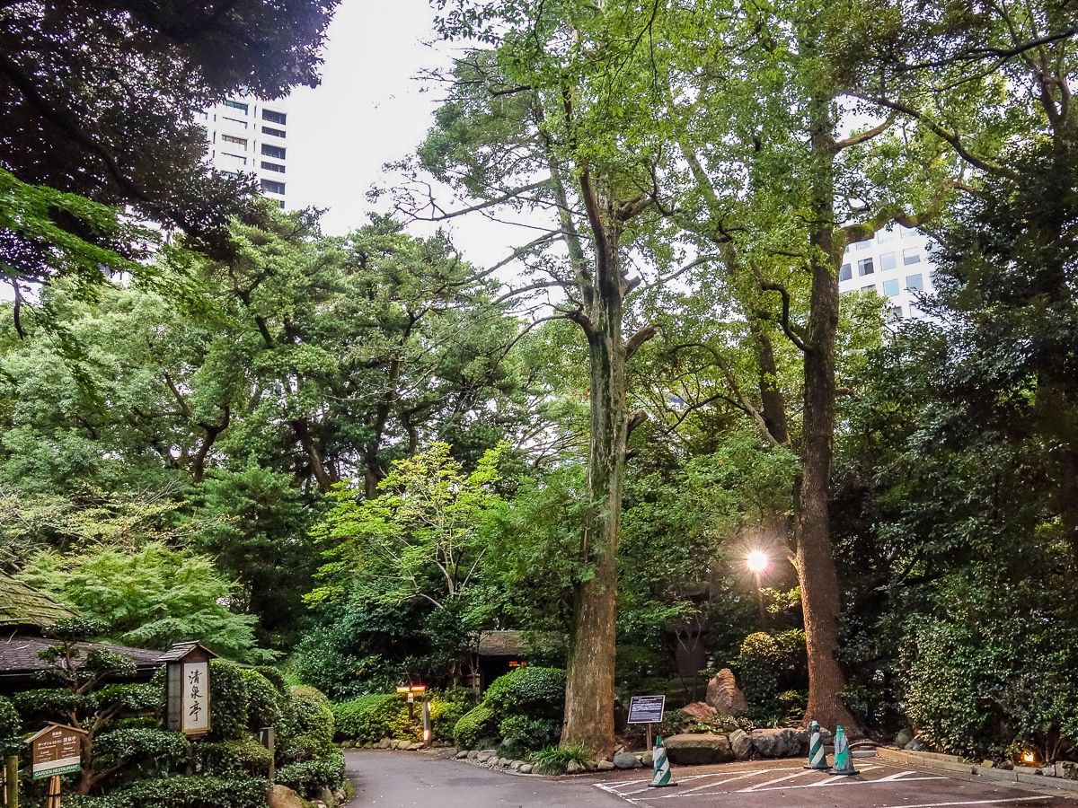 千代田区天然記念物の「イヌマキ」と「カヤ」