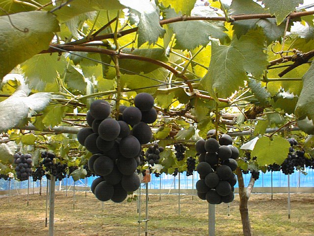 中国・四国のぶどう狩り2025おすすめランキング!食べ放題や時期は?