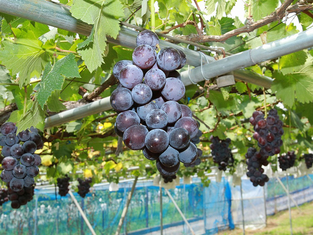 和歌山県でおすすめのぶどう狩り！2025年の時期や食べ放題、品種は？