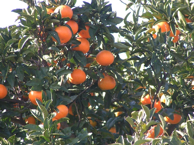 兵庫県でおすすめのみかん狩り（2025）時期や食べ放題、品種は？