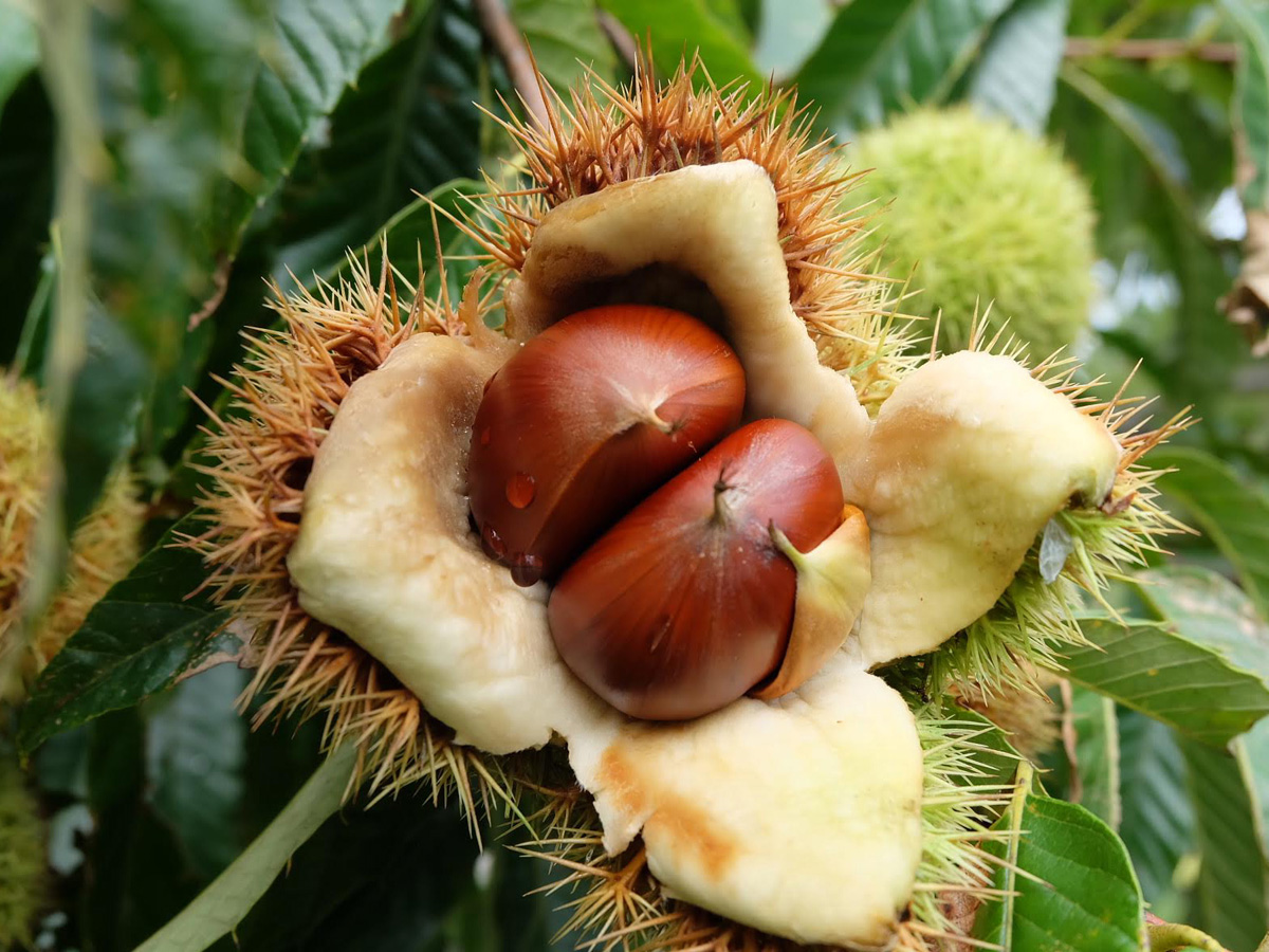 茨城県のおすすめ栗拾いスポット 時期 9月 10月 るるぶ More