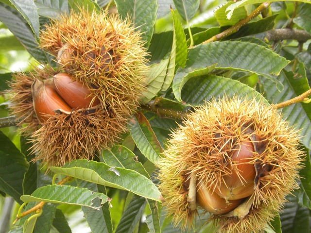 兵庫県のおすすめ栗拾いスポット2025（時期：9月～10月）