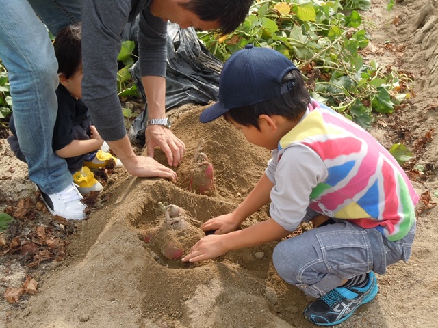 愛知県でおすすめのさつまいも掘りスポット2025（時期：9月～11月）