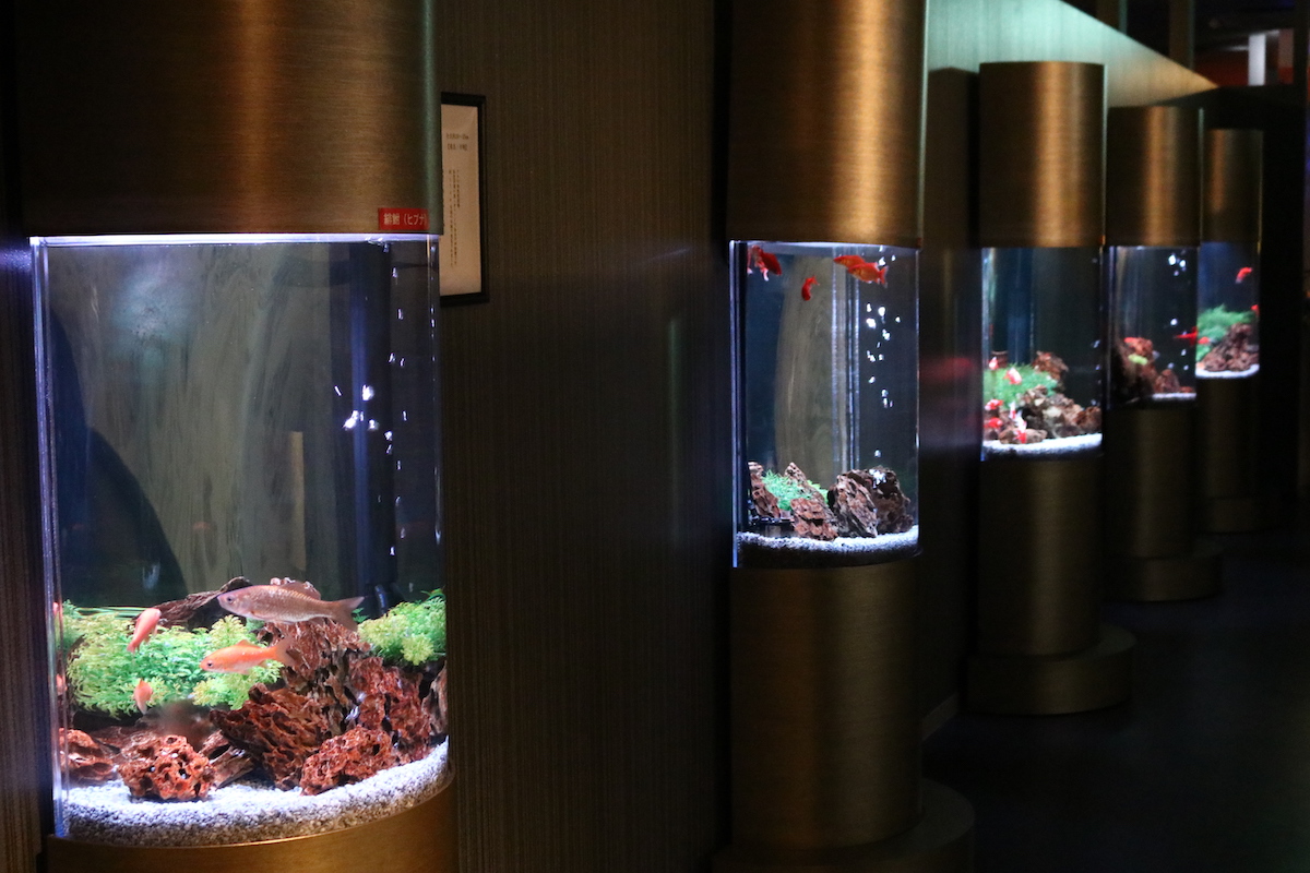 ROOM1 金魚の進化の過程が見られる