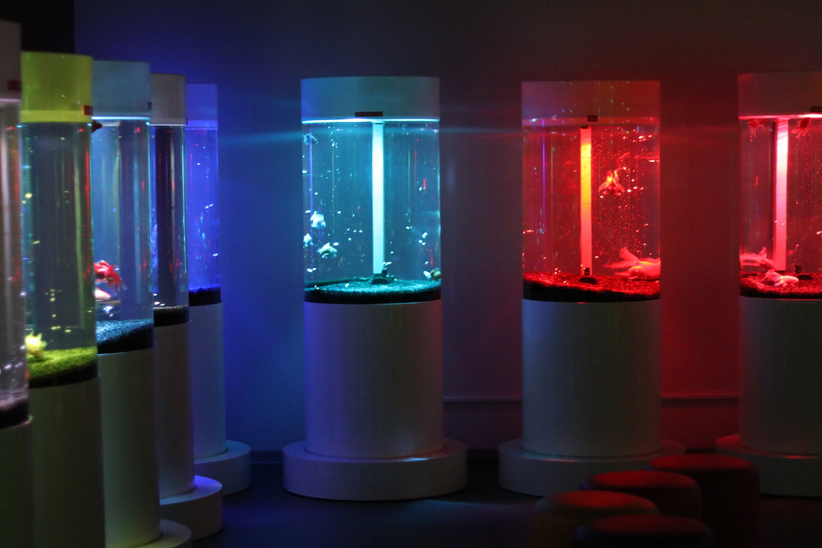ROOM2 色とりどりの水槽