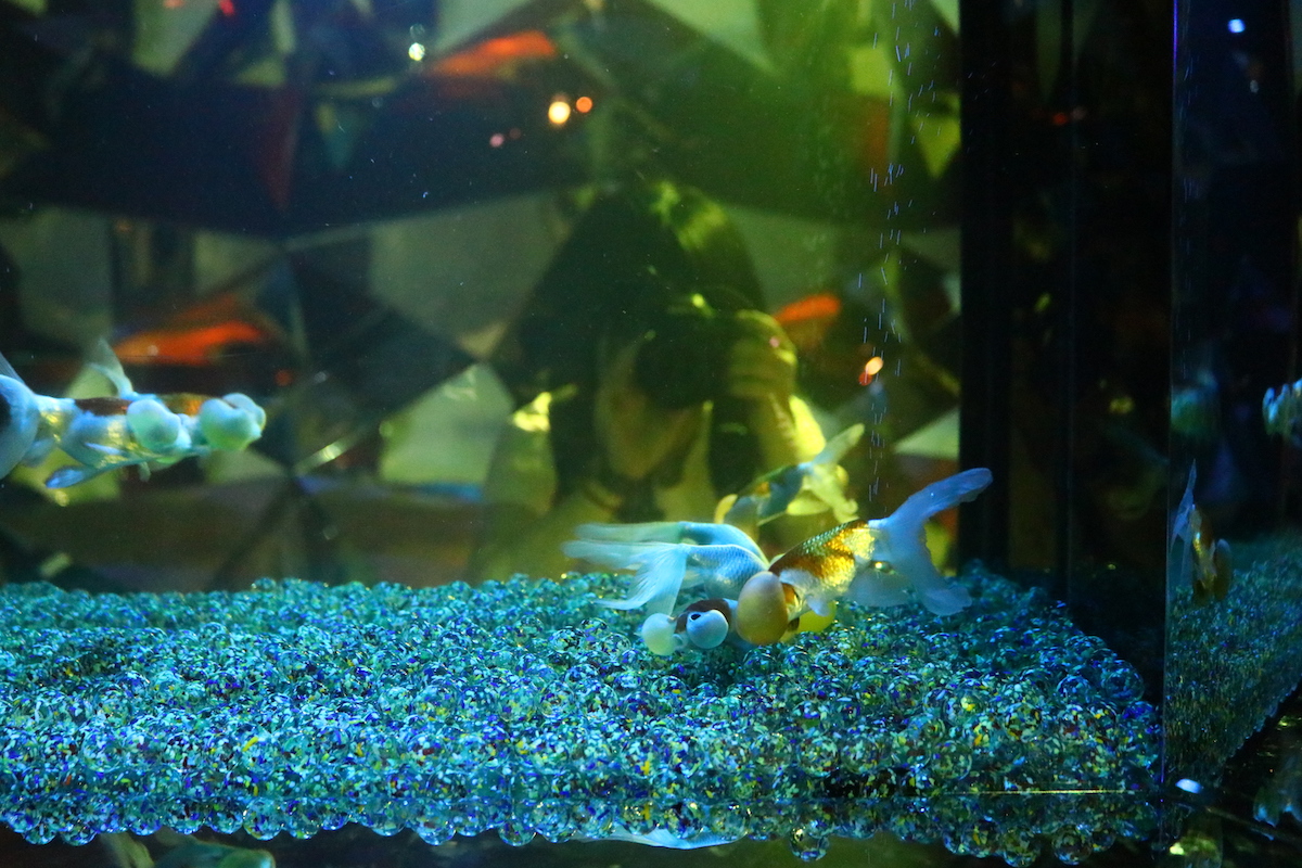 水槽の後ろには鏡があり、金魚とのセルフィーも可能