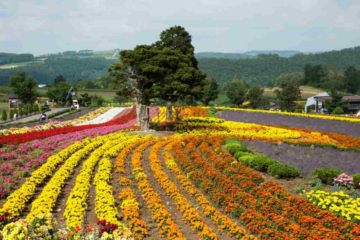 北海道ならではの広大な花畑を見に！富良野美瑛の花人街道