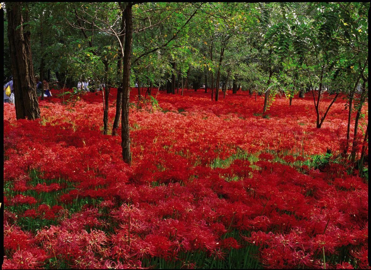 今が見ごろ！埼玉の林の下を赤く染める約500万本のヒガンバナの絶景へ