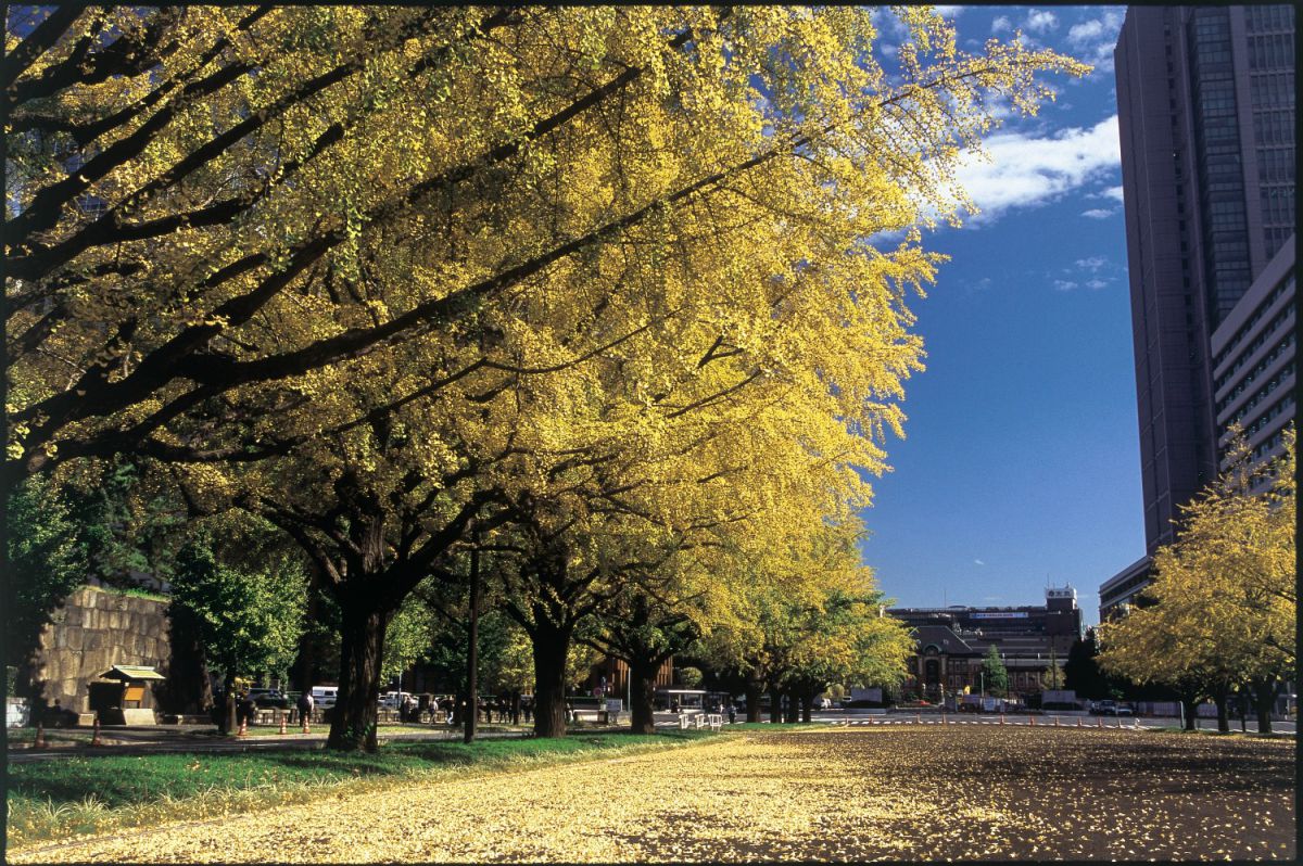 10月からお花見ができるって知ってた！？紅葉狩りだけじゃない秋の皇居
