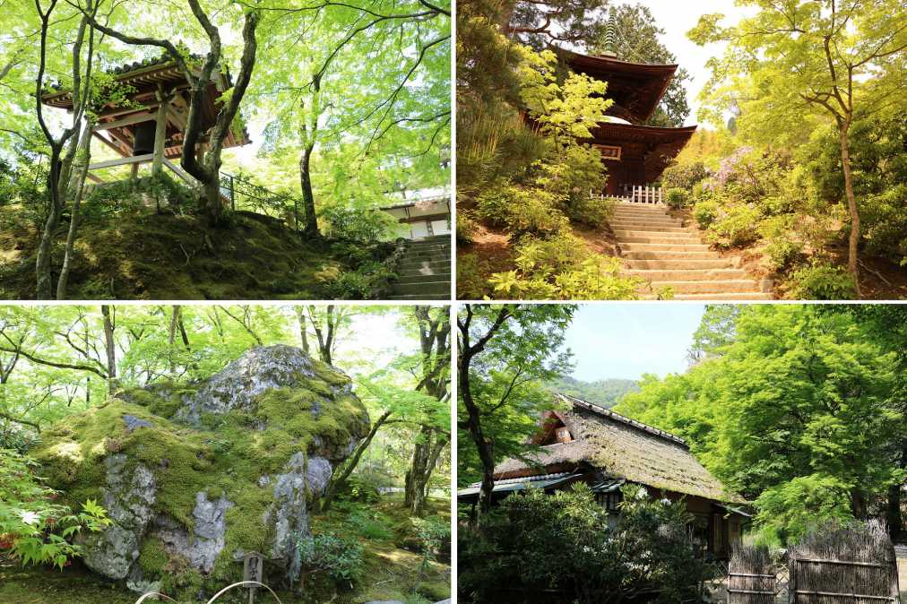 ツアー限定、青もみじ特別御朱印めぐりの旅に出よう