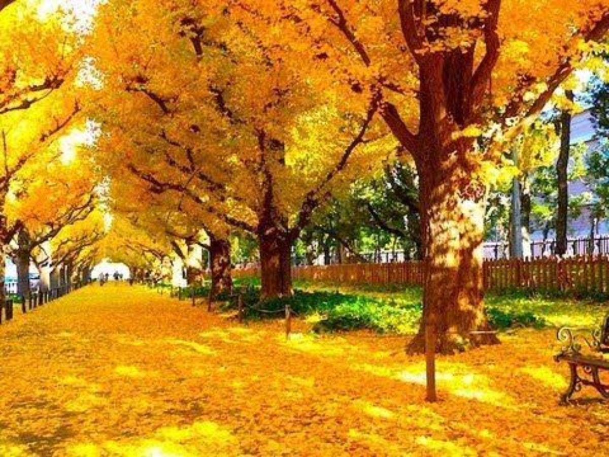 Royal Garden Cafe 青山