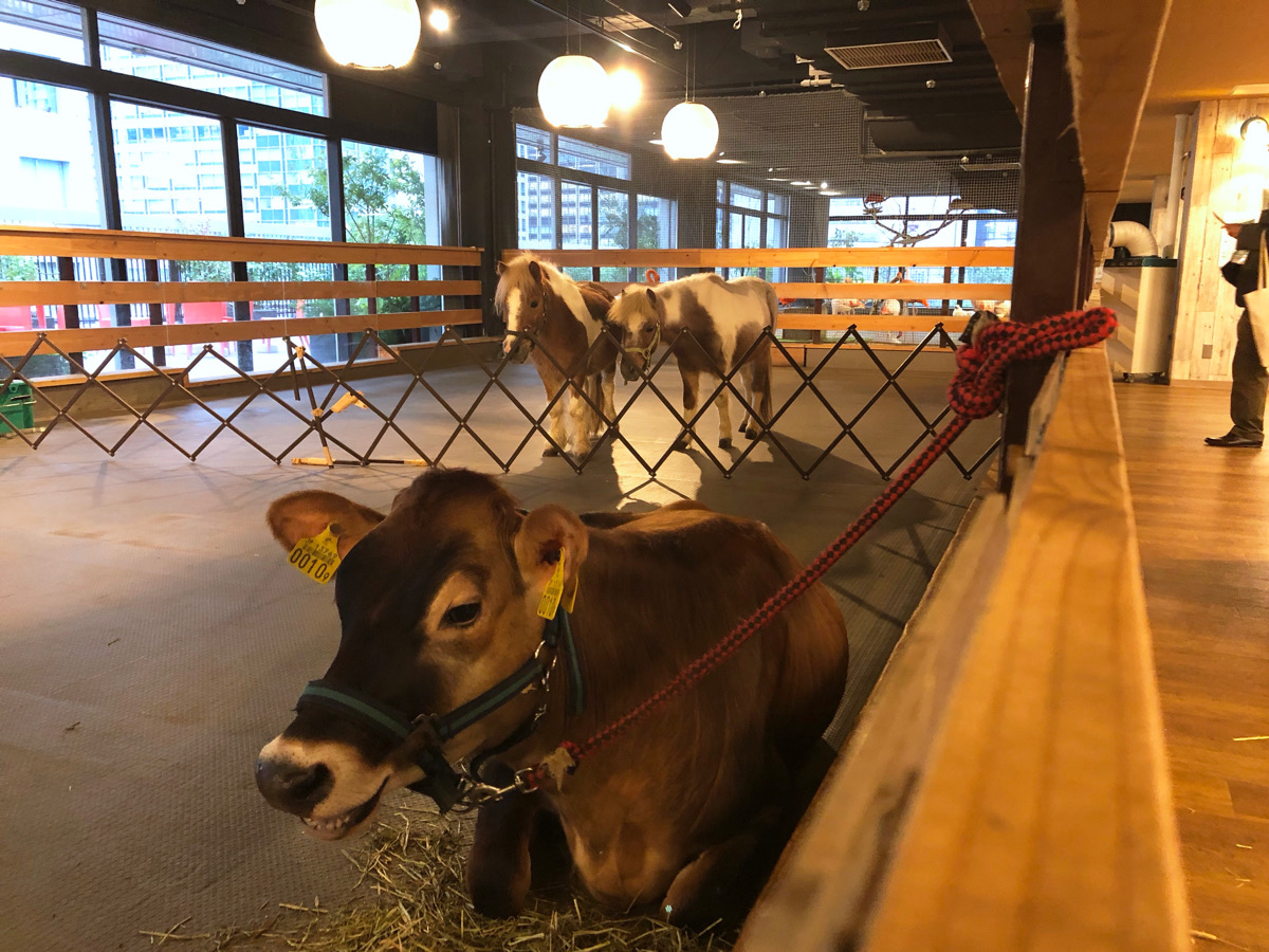東京の真ん中に牧場が!?無料でたっぷり楽しめる動物いっぱい癒しのスポット