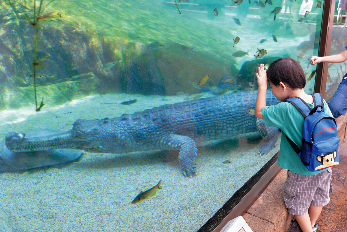 Indian Gharial