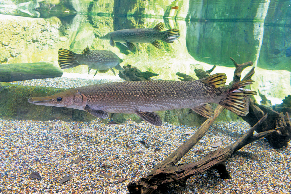 Alligator Gar