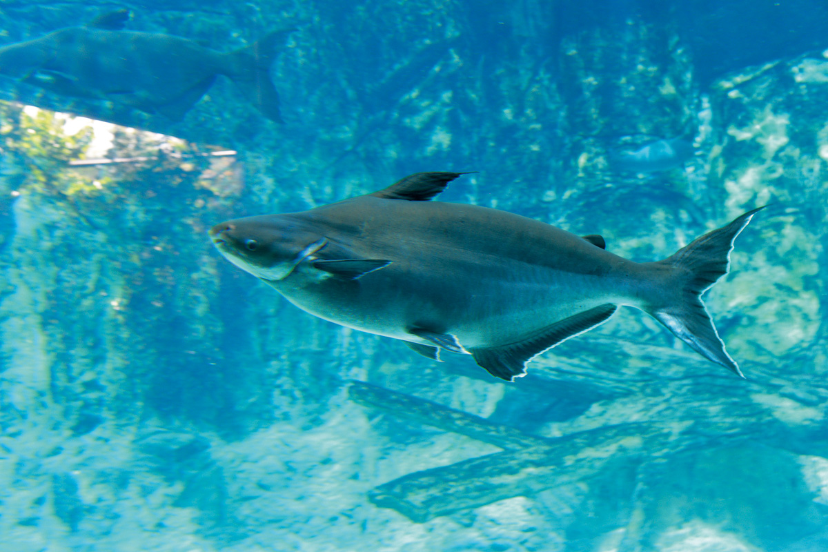 Mekong Giant Catfish