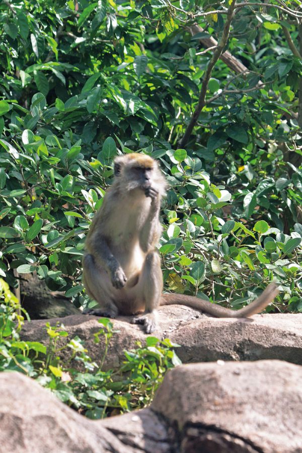 Crab-Eating Macaque